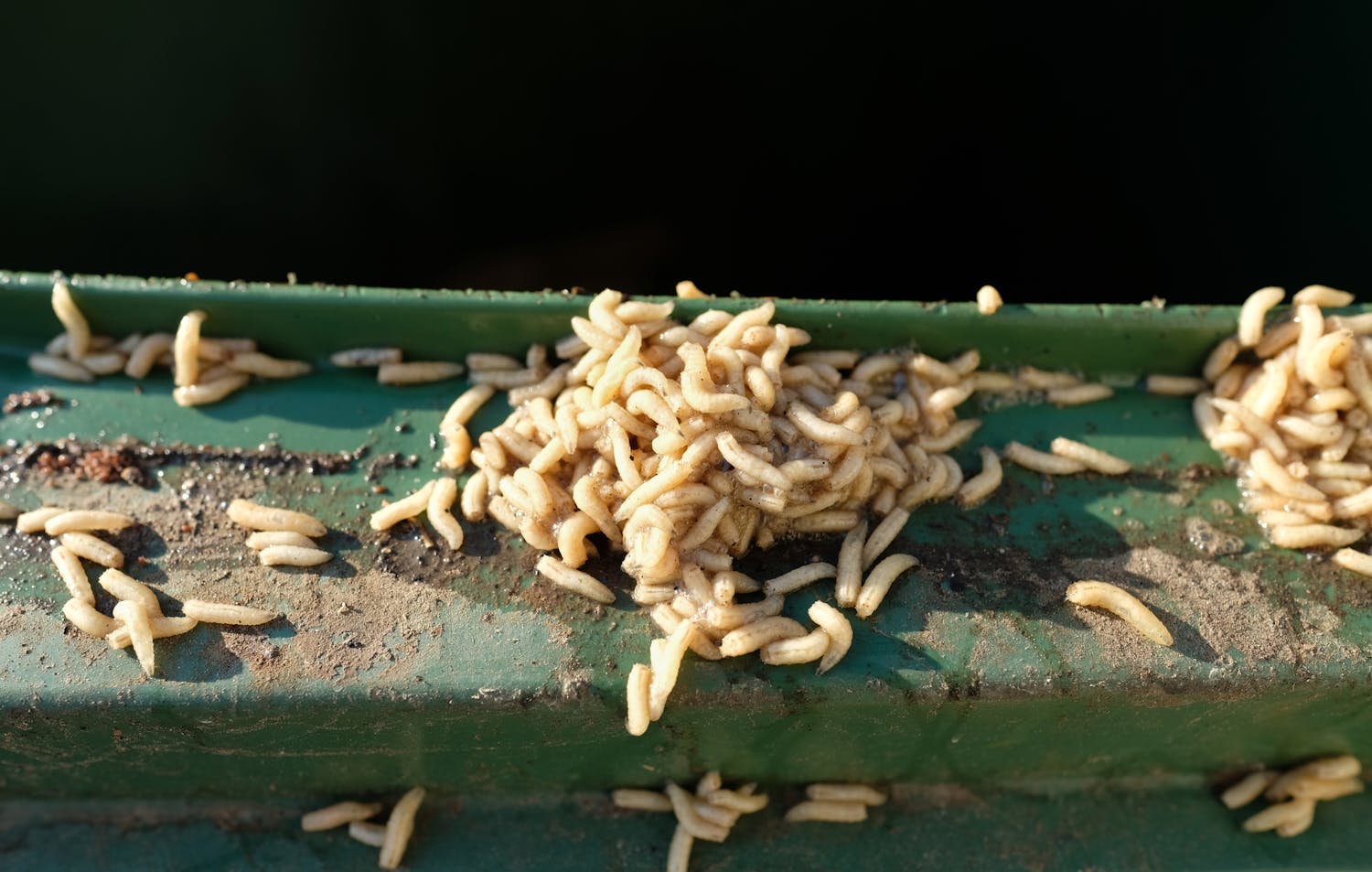 Pourquoi j'ai des vers blancs à la maison ? Et comment m'en débarrasser ?