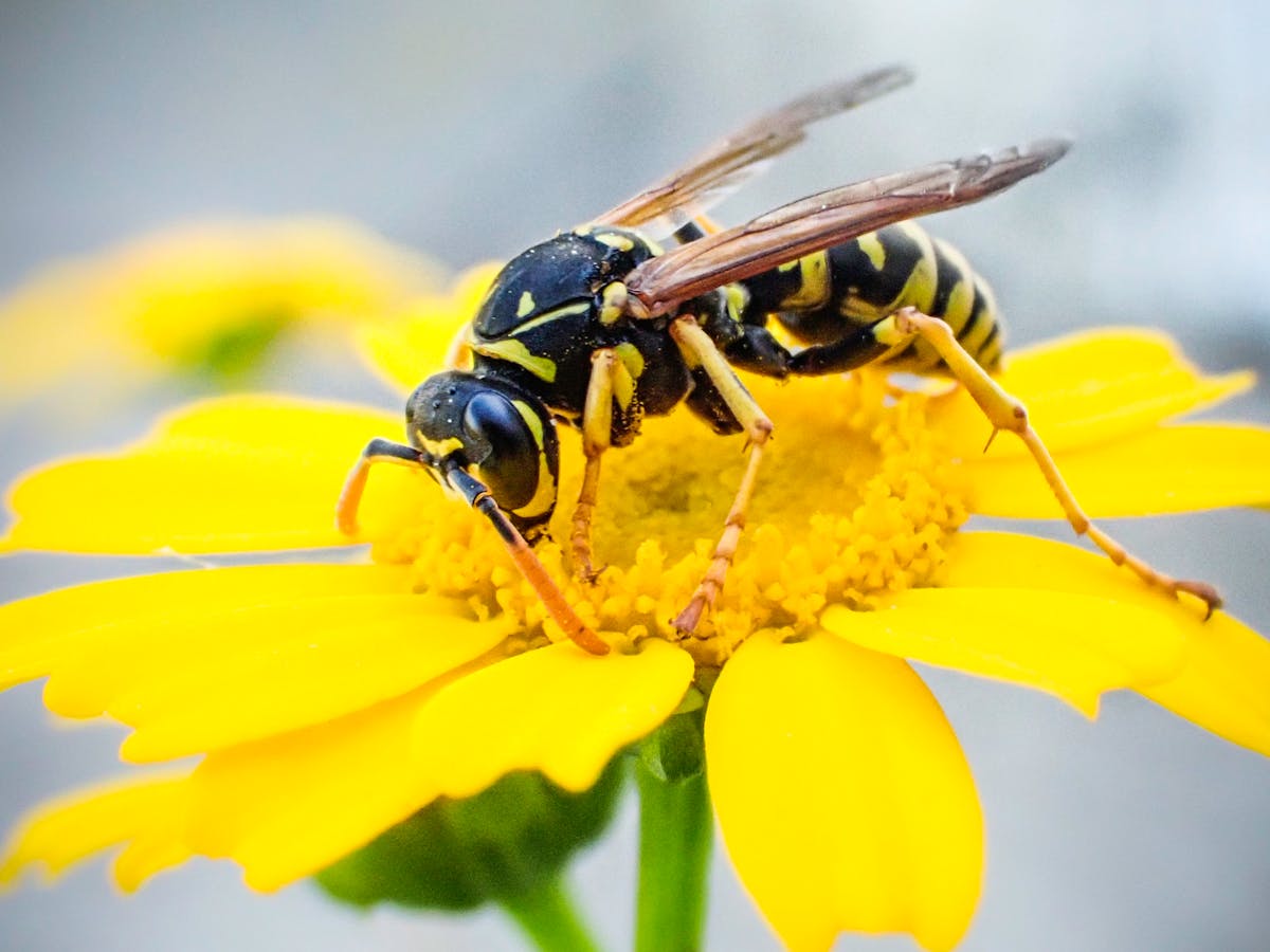 Treating Wasp Stings: Suggestions and Efficient Treatments