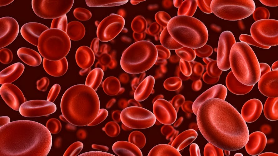 Globules rouges (hématies) : taux bas, élevé ? causes ? | Santé Magazine
