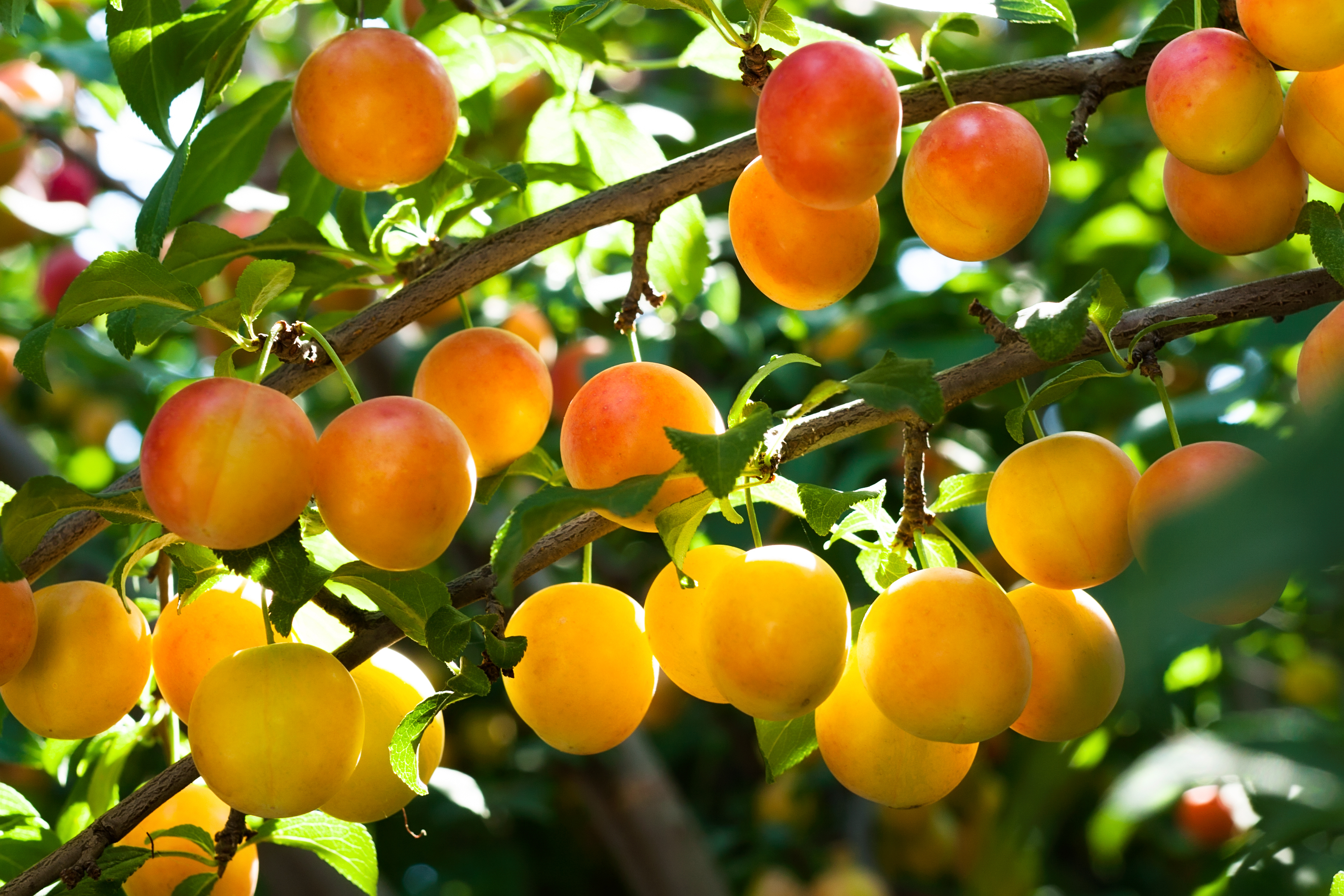 Mirabelle les propriétés et bienfaits santé de ce fruit Santé Magazine — free download
