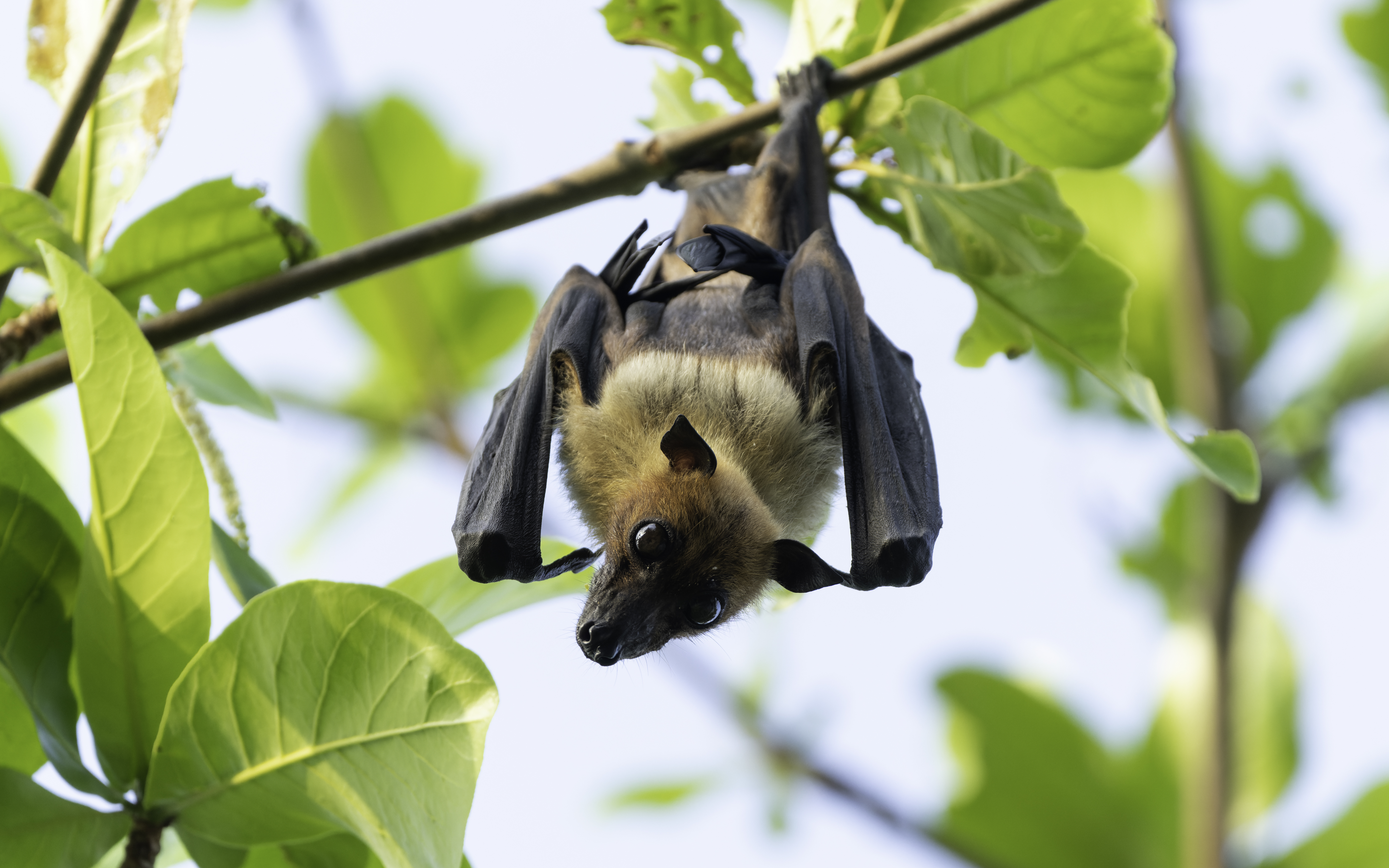 Une fillette de 6 ans mordue par une chauve-souris enragée, quels sont les risques ?