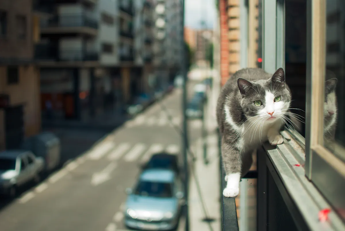 Fenêtres ouvertes : attention aux dangers pour votre chat