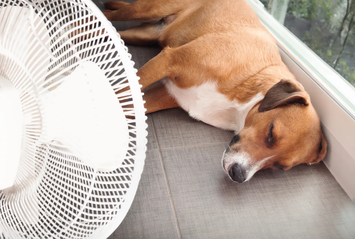 Canicule : protéger son chat ou son chien de la chaleur