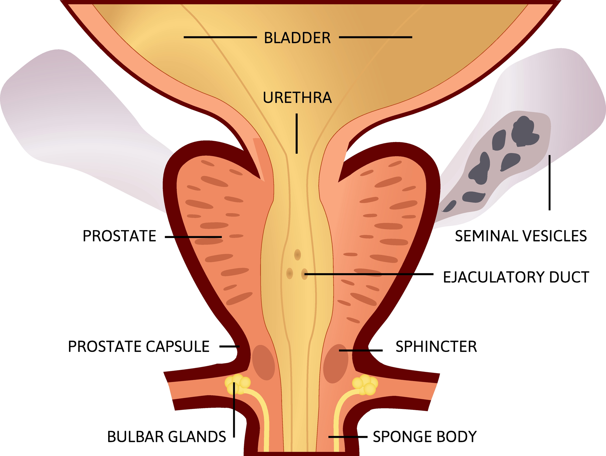 Quel est le rôle de la prostate chez l'homme ? | Santé Magazine