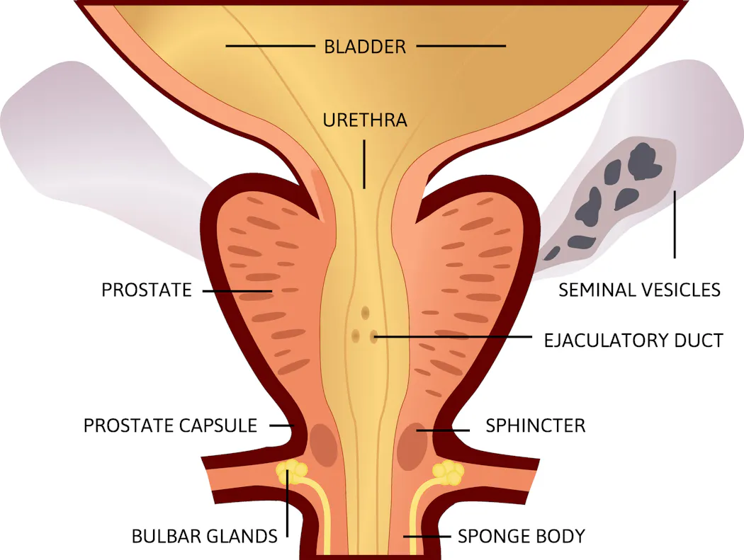 Crostate Rol Quel est le rôle de la prostate chez l'homme ? | Santé Magazine
