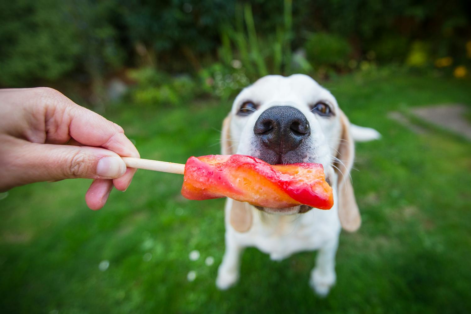 Canicule : peut-on donner des glaçons ou de la glace à un chien ?