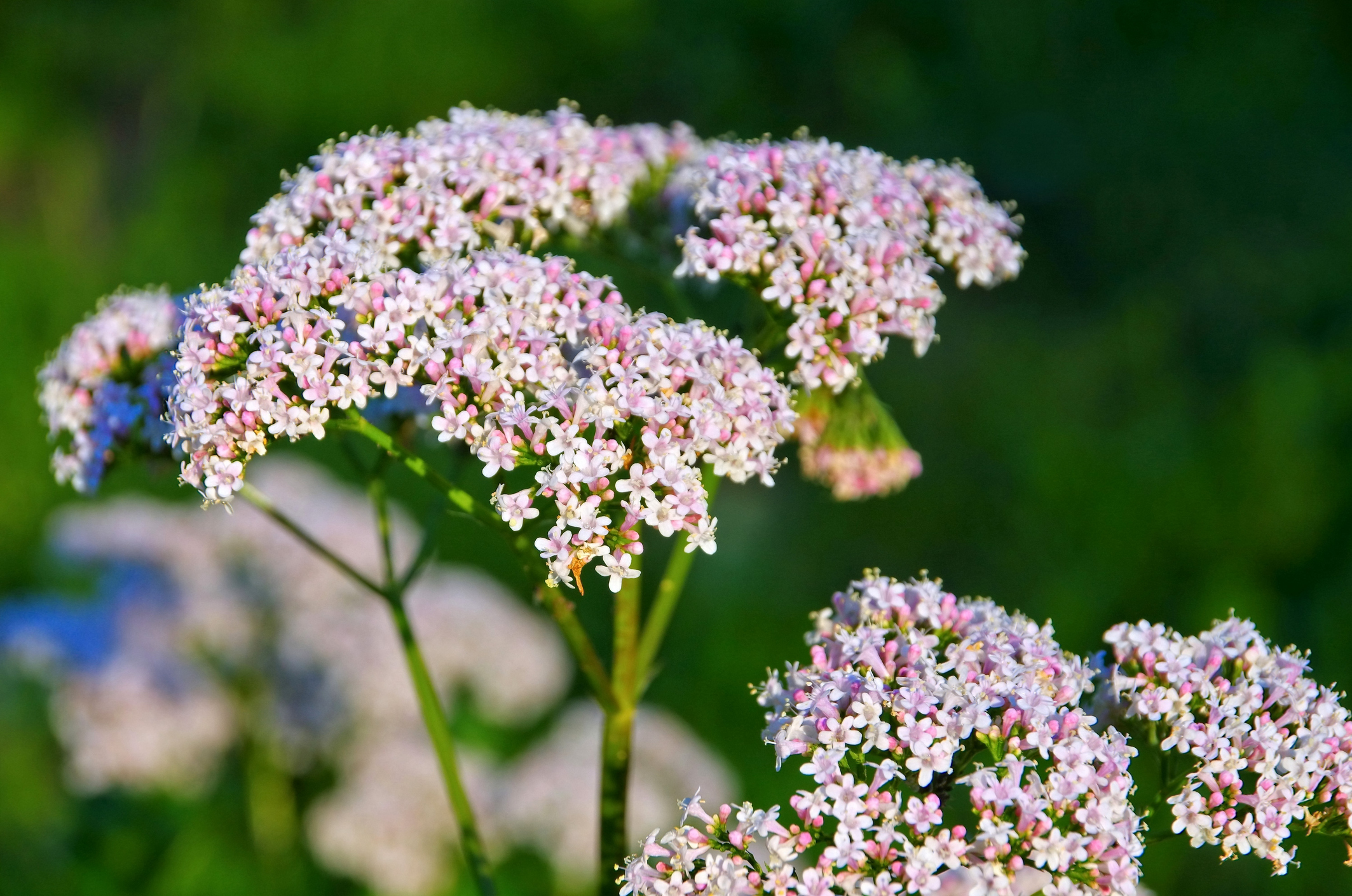 Valriane : comment bien l'utiliser en phytothrapie ? | Sant Magazine