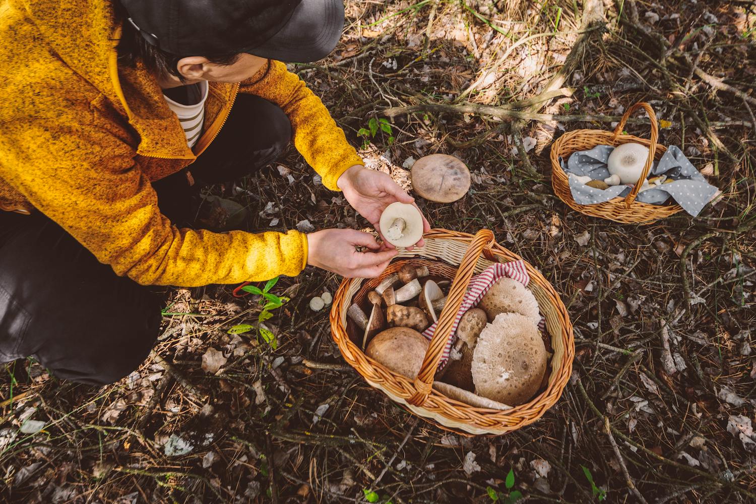 Cueillette des champignons : les bons gestes pour éviter l'intoxication