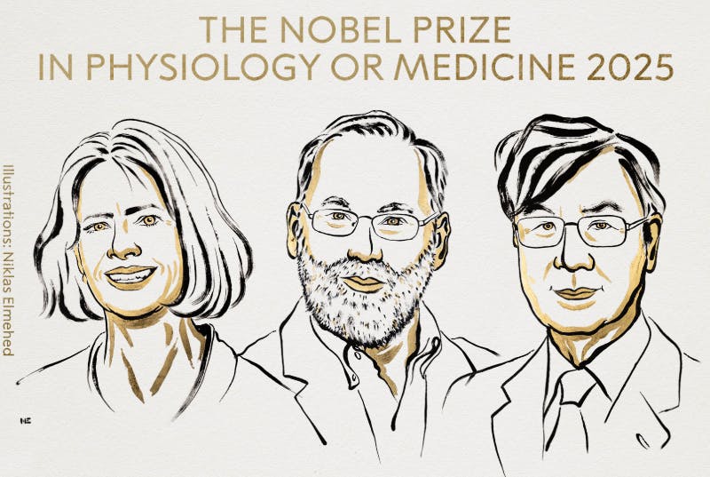 Prix Nobel de médecine : voici quelles sont les recherches primées et qu'en attendre concrètement