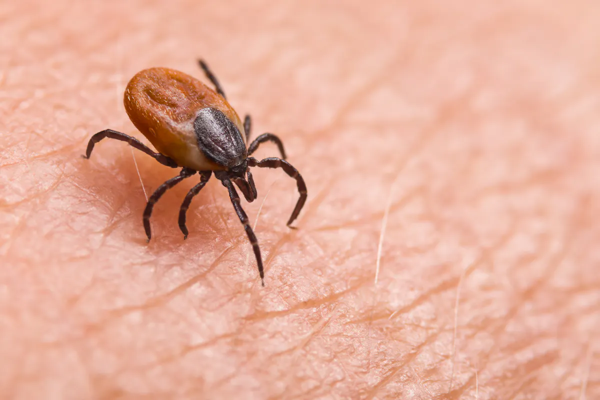 Anamoplasmose : faut-il s'inquiéter de cette maladie transmise par les tiques ?