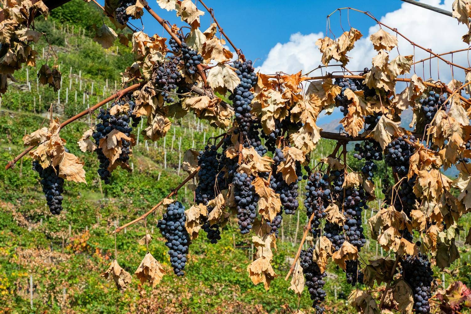 Ces aliments dont il va falloir se passer du fait du changement climatique, selon une étude