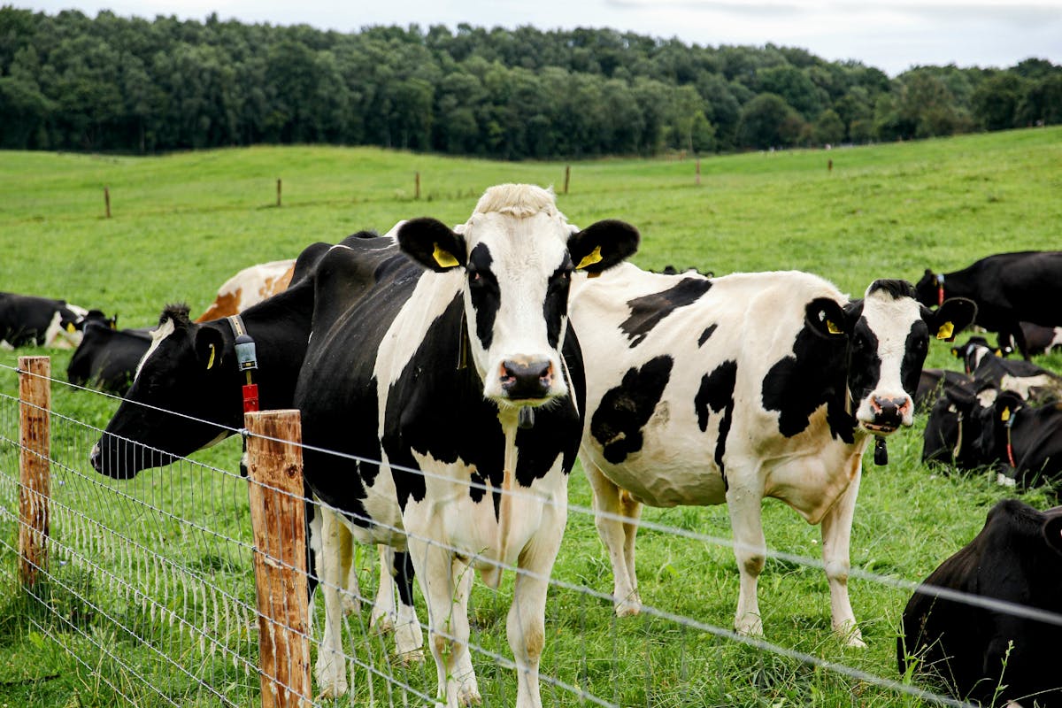 Dermatose nodulaire contagieuse : le vrai du faux de cette maladie virale bovine