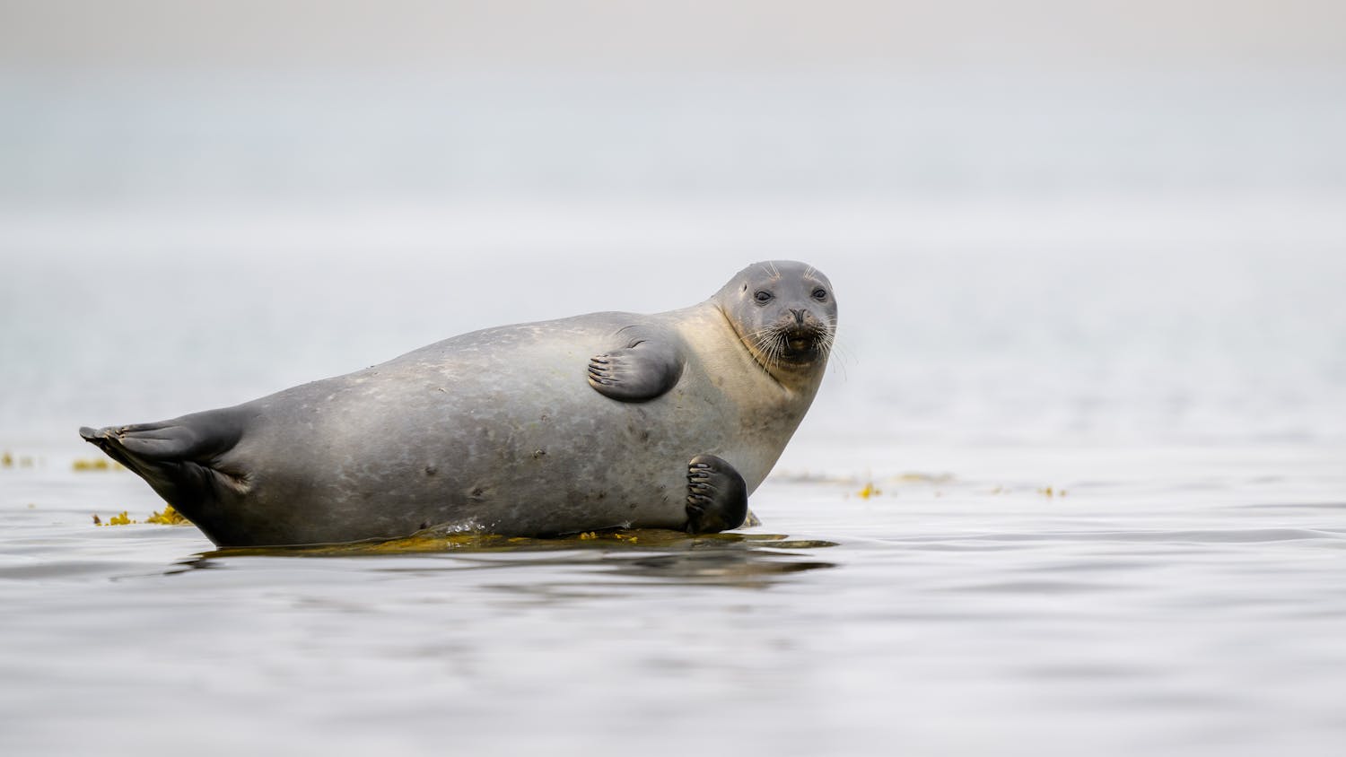 Voici ce que mangent les habitants du Groënland en période de grand froid
