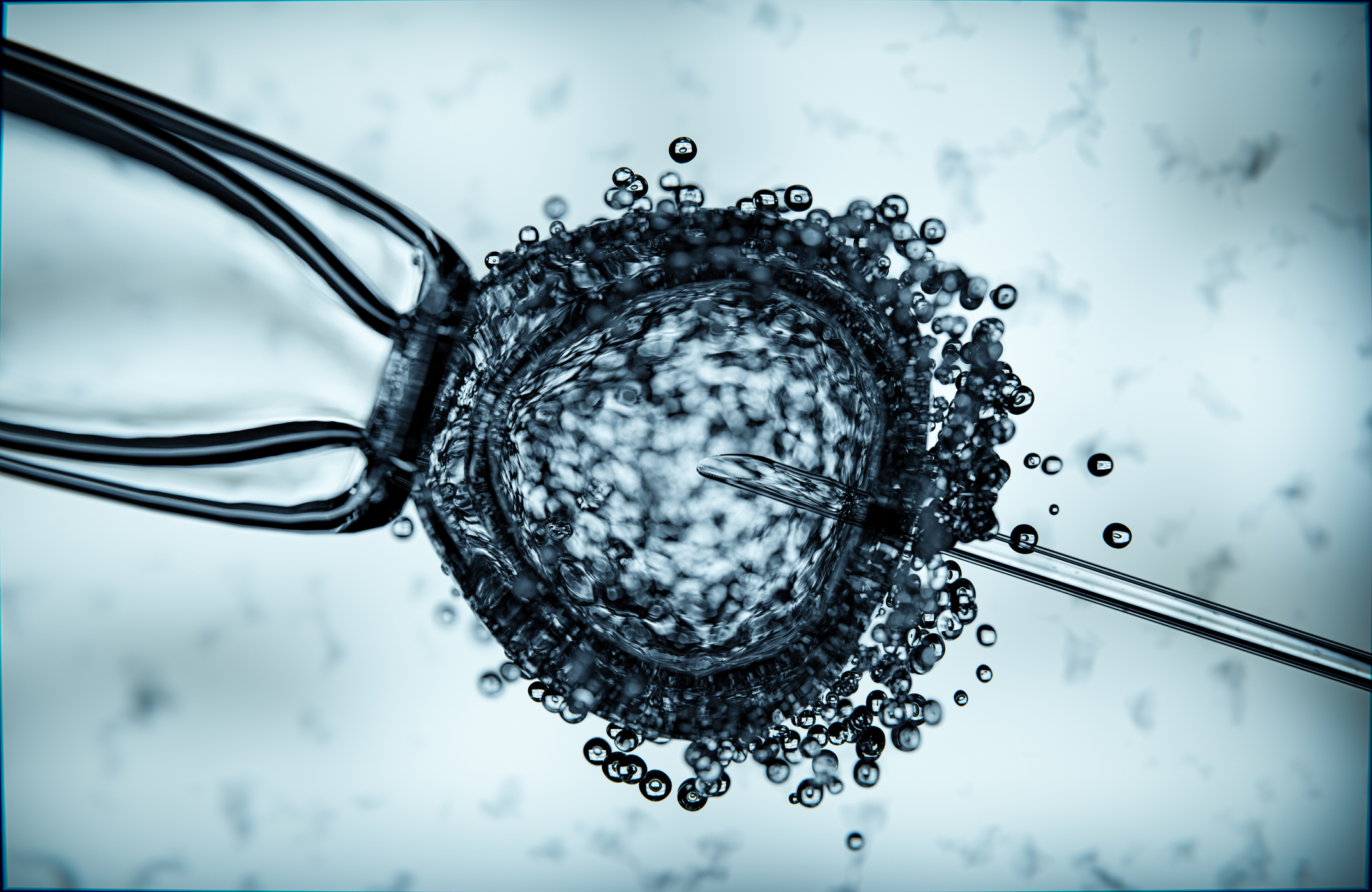 Percée dans le domaine de l'infertilité : des chercheurs sont parvenus à faire rajeunir des ovocytes