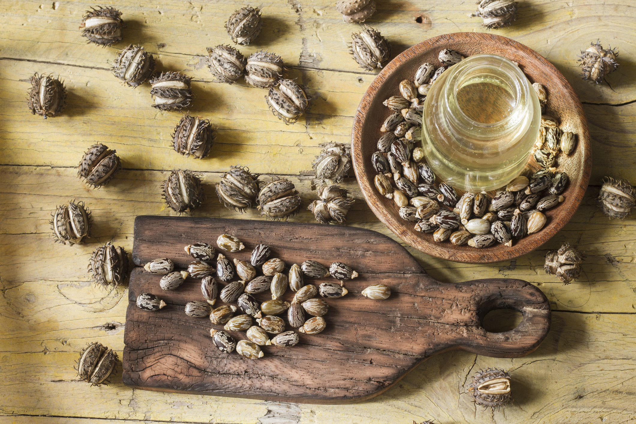 Pour la première fois, la France commercialise un antidote contre la ricine, un poison mortel