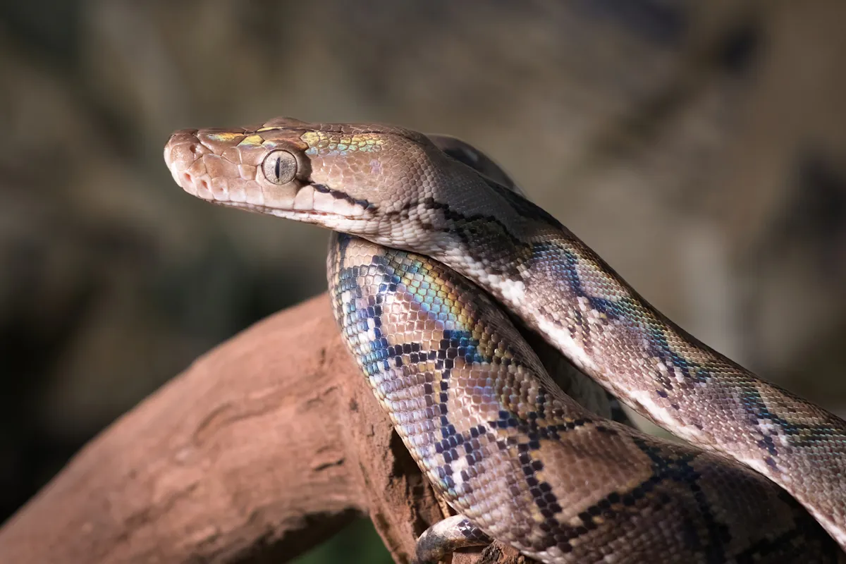 Festins, jeûnes : s'inspirer du python pourrait aider à la perte de poids, selon une étude