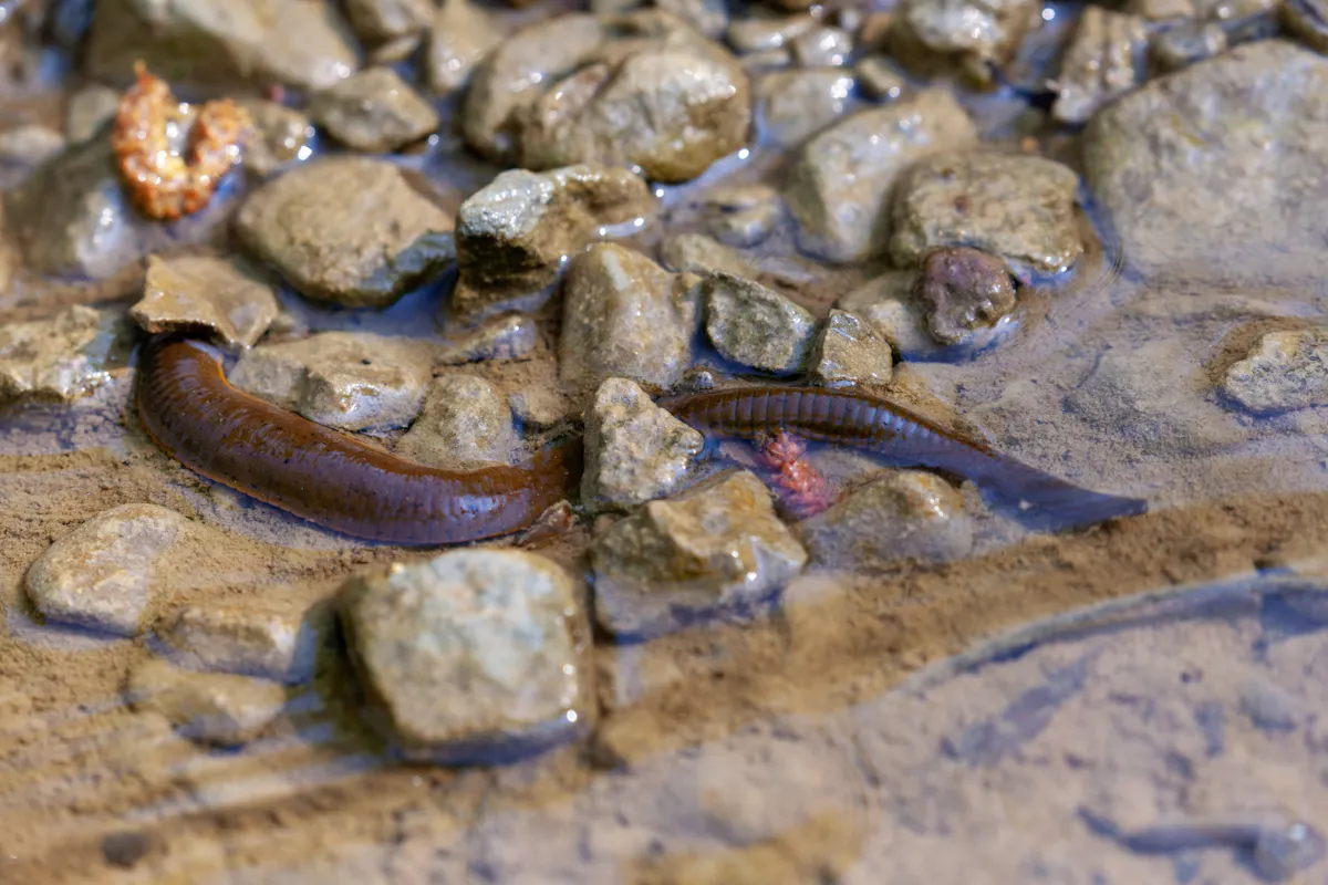Des participants de Pékin Express aux prises avec des sangsues : quels sont vraiment les risques ?