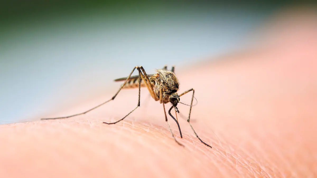 Un cas de dengue détecté dans le Bas-Rhin : ce qu'il faut savoir sur la maladie