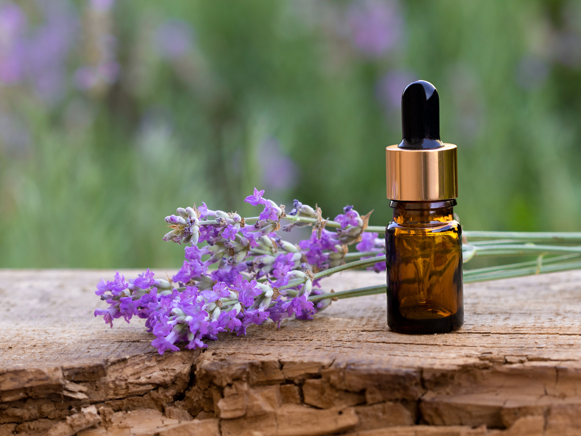 Lavande aspic : quels sont ses bienfaits pour la peau ?