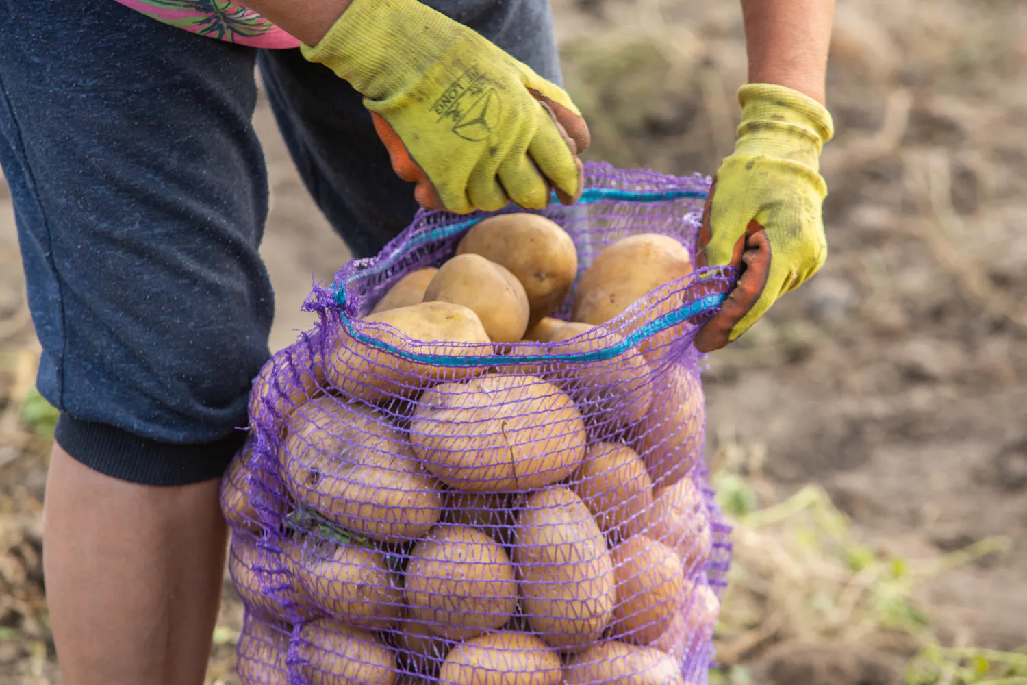 Lien entre pesticides et cancer : une vaste étude franco-péruvienne révèle des effets à l'échelle d'un pays