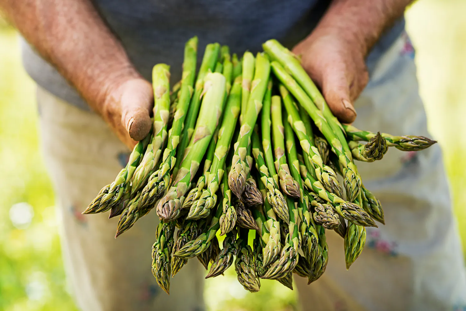 Peut-on manger des asperges quand on a du cholestérol ?
