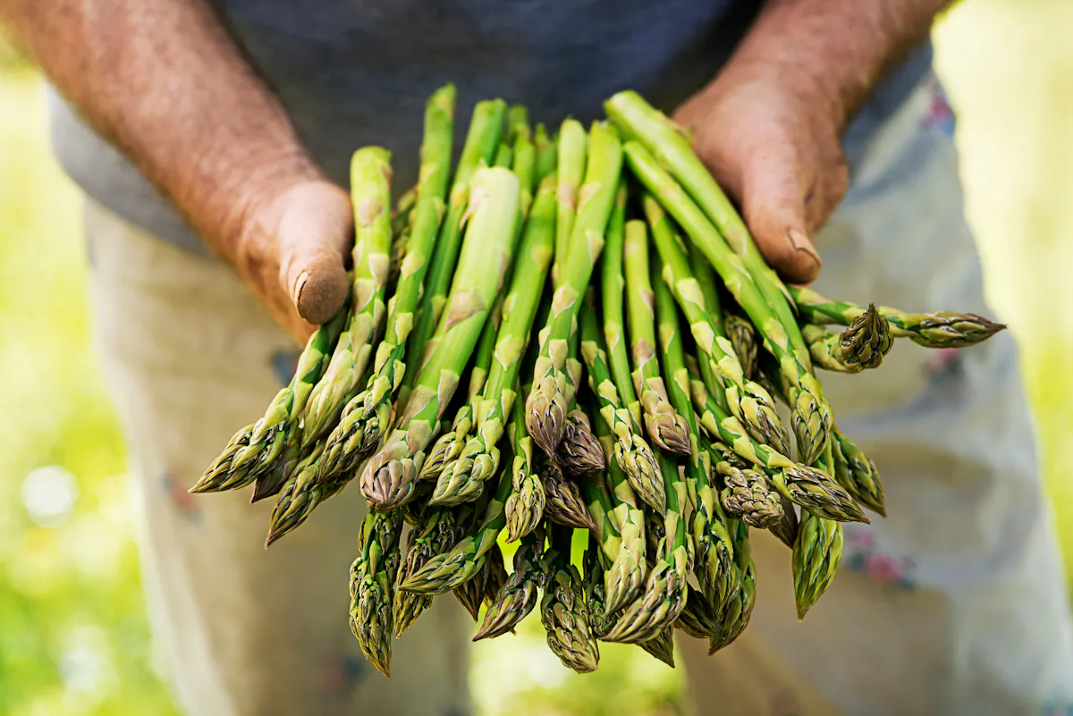 Peut-on manger des asperges quand on a du cholestérol ?