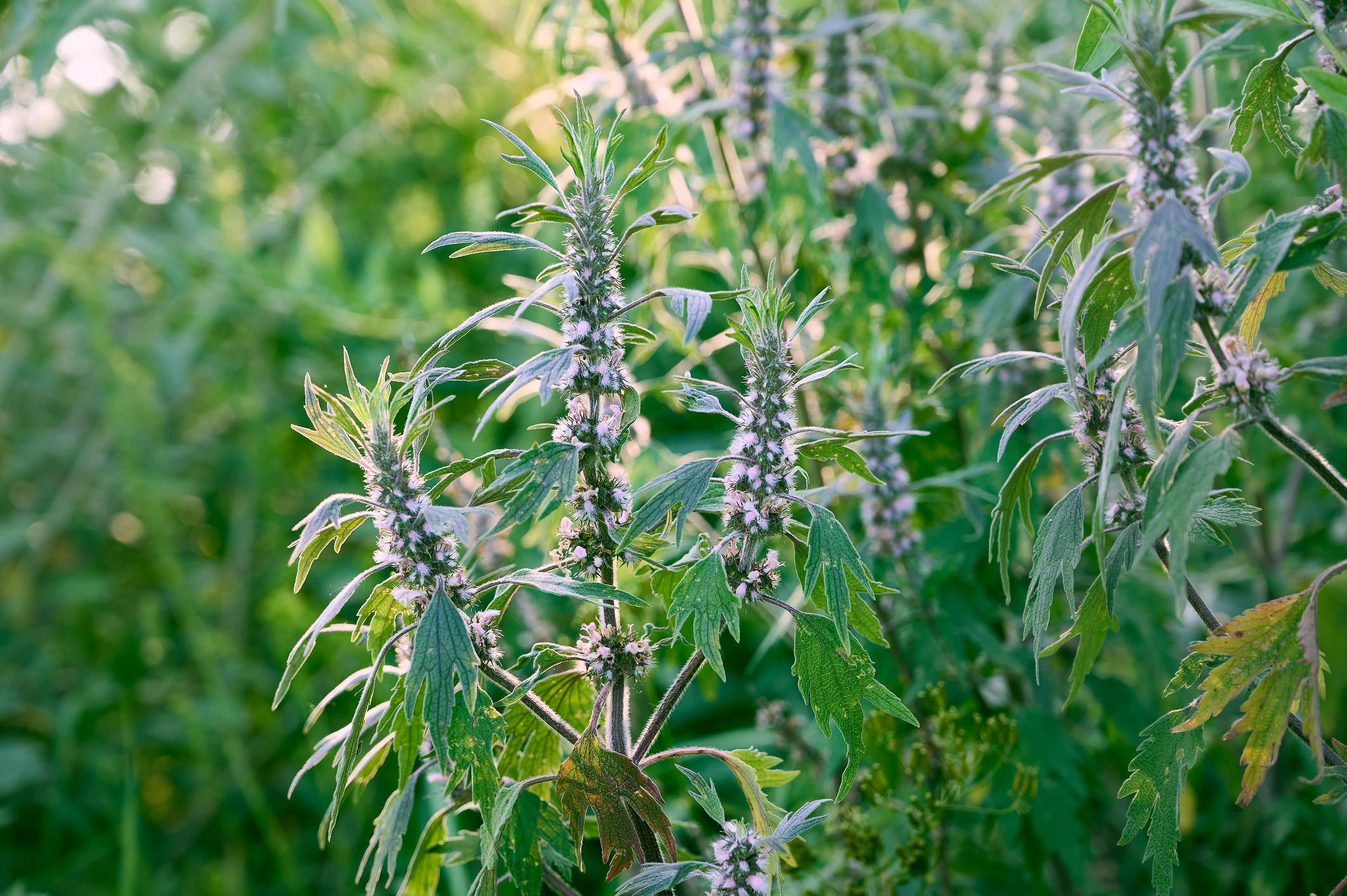 Agripaume : quels bienfaits ?