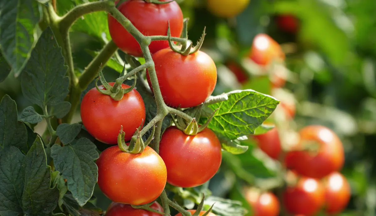 Peut-on manger de la tomate quand on a de l'hypertension ?