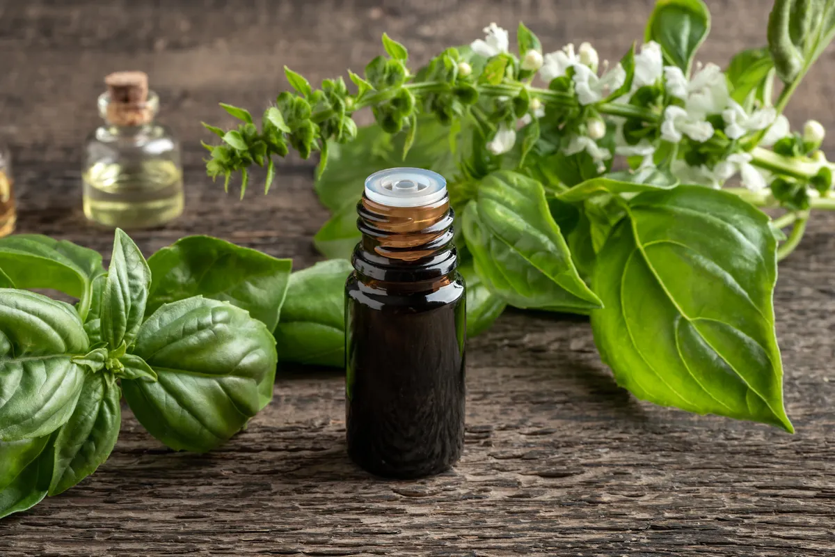 Un composant des huiles essentielles pourrait endommager l'ADN selon une étude
