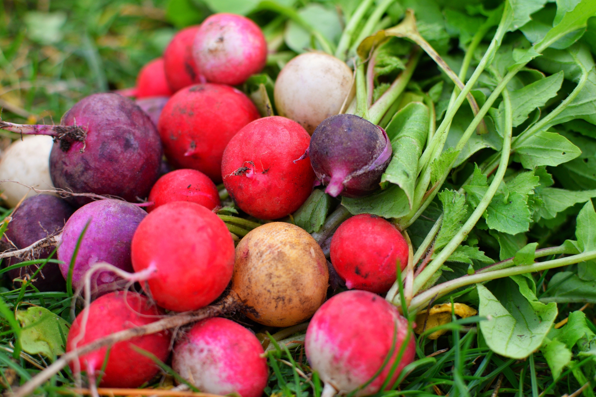 Radis et cholestérol : un légume allié pour votre santé cardiovasculaire