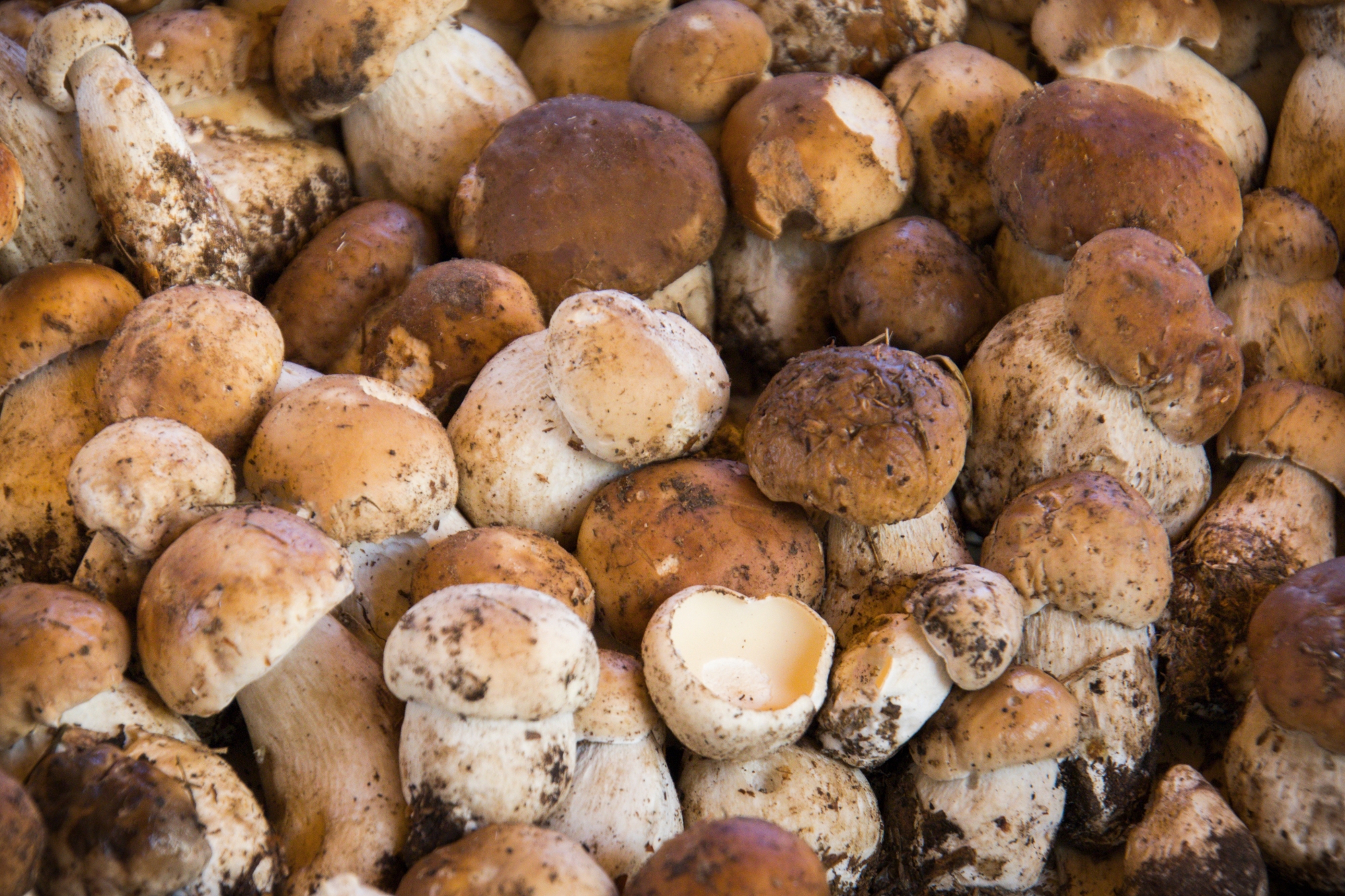 Peut-on manger des champignons quand on a du cholestérol ? La réponse d'une diététicienne