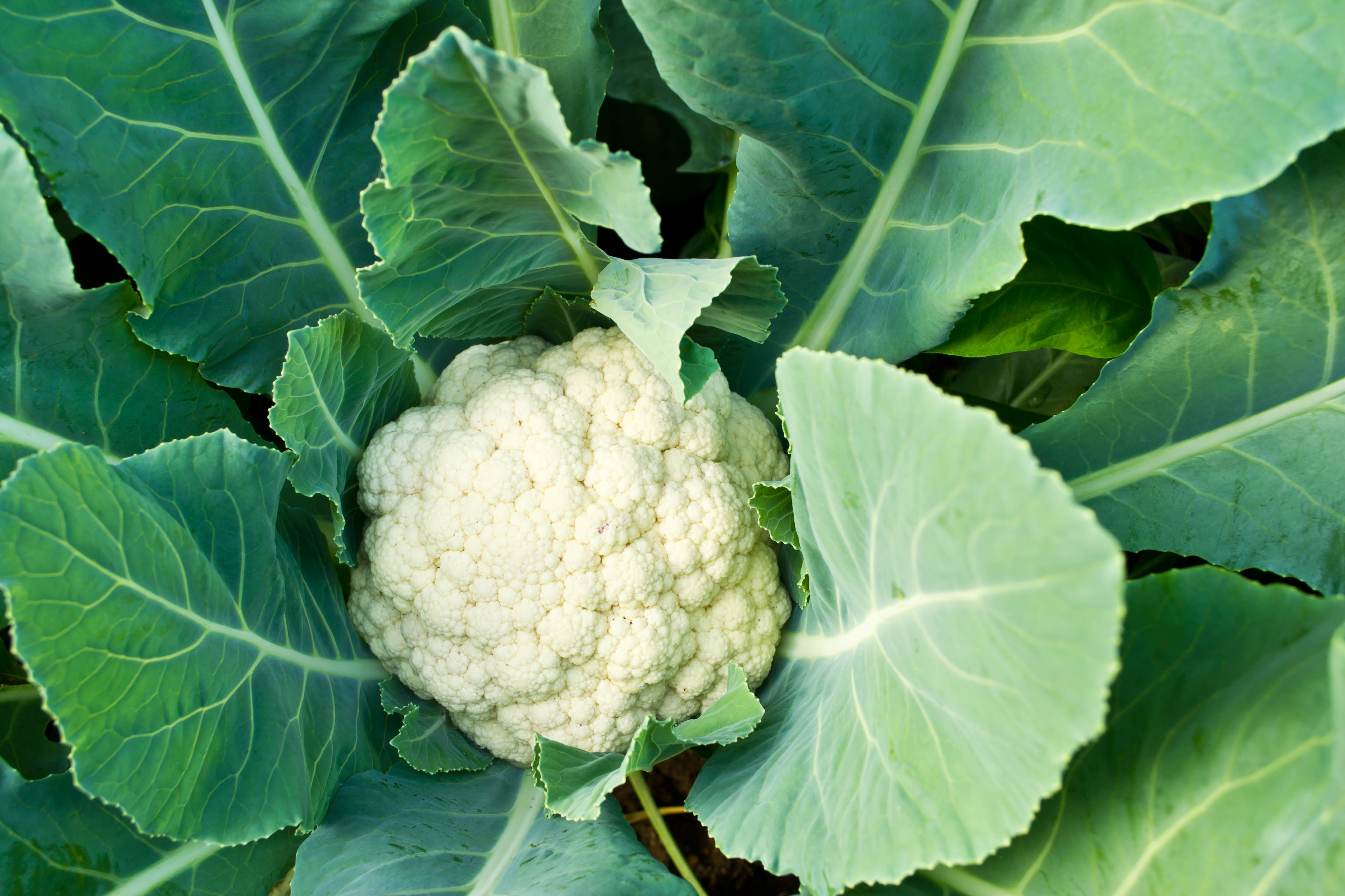 Chou-fleur le soir : quels bienfaits nutritionnels ? comment en profiter sans inconfort pour un dîner léger
