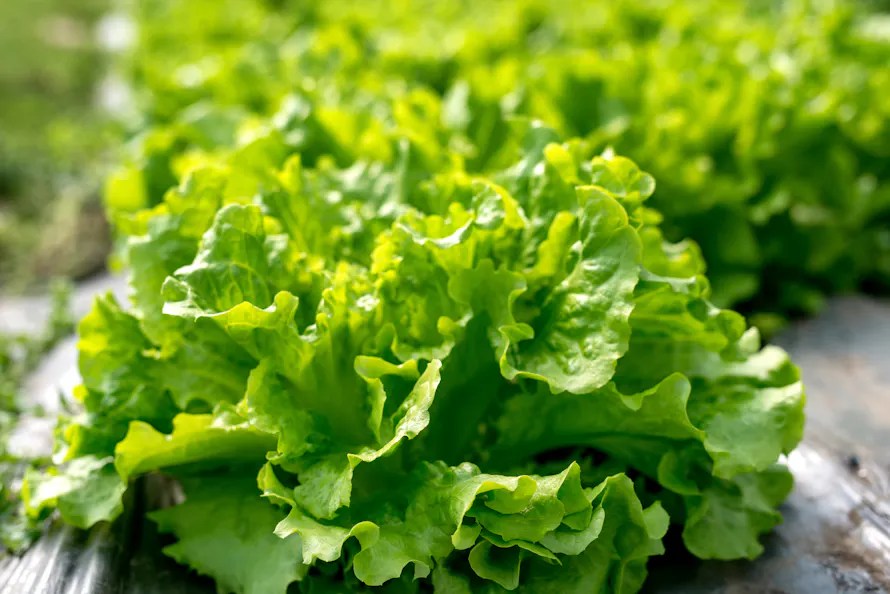 Laitue verte fraîche poussant dans un jardin ensoleillé, entourée de végétation luxuriante.