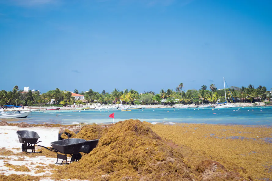 Sargasses sur la plage avec vue sur la mer et des brouettes au premier plan.