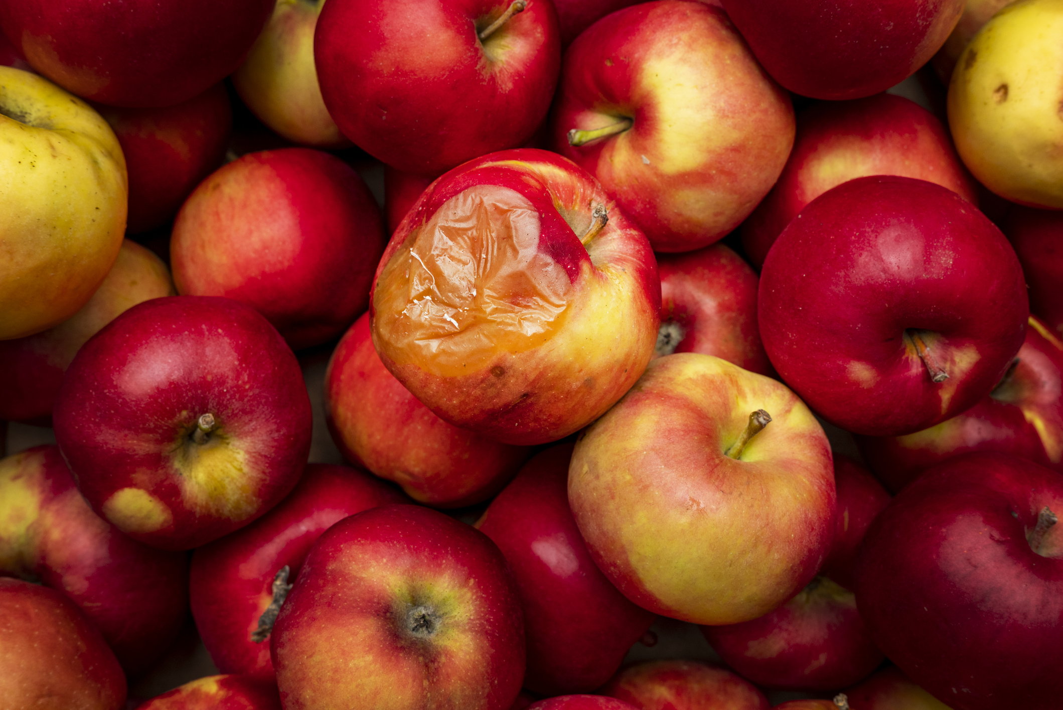 Pourquoi une pomme abîmée peut-elle faire pourrir les autres ?